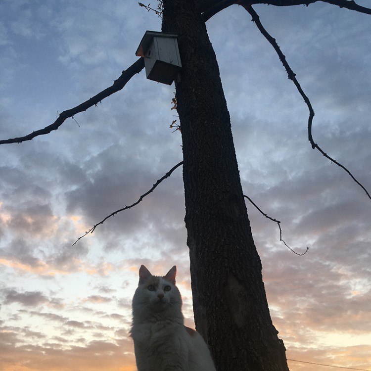 arbre a chat