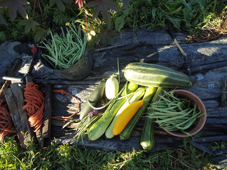  La récolte au jardin partagé © Cécile Saumitou